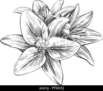Lys en fleur floral vector illustration hand drawn vector illustration croquis réalistes Illustration de Vecteur
