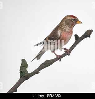 Sizerin flammé (Carduelis flammea) perché sur une branche, side view Banque D'Images