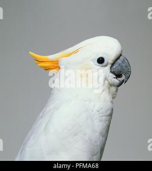 Lesser crested soufre cacatoès (Cacatua sulphurea) avec sa tête abaissée cimier, profile Banque D'Images