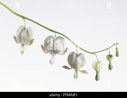 Dicentra spectabilis 'Alba' , groupe de Bleeding Heart blanc fleurs cultivar, side view Banque D'Images