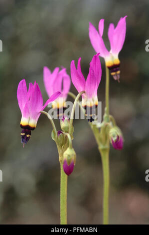 Trille violet, blanc et noir Fleurs de Dodecatheon pulchellum 'Red Wings', Shooting Stars Banque D'Images