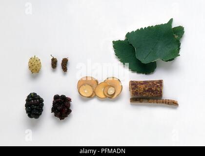 Murier noir morus nigra (), et Morus alba (White mulberry), fruits frais et secs, graines de mûrier blanc et noir concassé frais graines de mûrier, tranches de branches (sang zhi) et l'écorce de racine (sang bai pi) à partir de mûrier blanc et vert feuilles de mûrier noir Banque D'Images