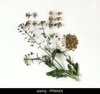 Capsella bursa-pastoris (Capselle), feuilles fraîches, la gousse en forme de coeur, fleurs et feuilles séchées, Banque D'Images