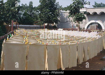 L'Inde, Taragram, grandes feuilles de papier en train de sécher dehors en longues rangées à l'usine à papier. Banque D'Images