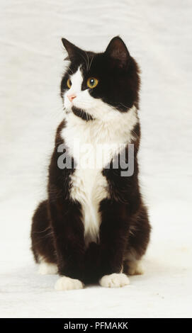 Le noir et blanc shorthair shorthair domestique cat, nez rose, assis bien droit, vue de face. Banque D'Images