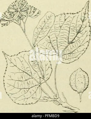 . De flora van Nederland. Les plantes. J'ulmlfÃ³lia T. Scop. (T.- parvifÃ³lia) Ehrh.) De stam van dezen boom est meer zijn verschillend jongere takken, gekleurd knoopjes de bezet. De bladen, hartvormig gesteeld zijn scheef, rond, toegespitst gezaagd ongelijk, weerszijden, aan Bald, alleen op de blauw- ondervlakte in de groene hoeken aderen roestkleurig gebaard der. De bladstelen zijn onbe- haard, langer dan la bladschijf, aan den voet van kleine haarbosjes voorzien. De tweede schub omvat de knoppen in a general sense. De bloemen zijn kleiner fr bleeker dan bij de vorige en rieken zwak. De bloemstelen zijn Banque D'Images