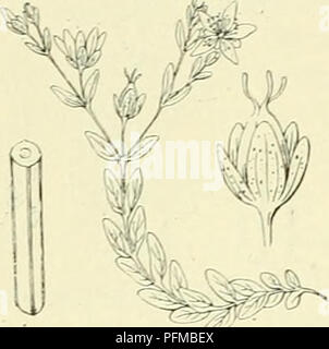 Ce travail botanique se concentre sur la flore des pays-Bas, en particulier la famille des Hypericaceae. Il décrit des espèces végétales telles que Hypericum humifusum, détaillant leurs caractéristiques, leurs schémas de croissance et leurs préférences en matière d'habitat. Banque D'Images