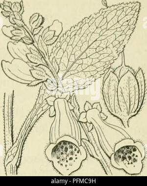 . De flora van Nederland. Les plantes. FAMILIE 94. SCROPHULARIACEAE. - 151. Digitalis purpurea Fig. 181. schiitblaadjes vormige voorzien zijn. De bloeinstelen, de spil van den tros en de kelken klierachtit^^ villij zijn. De kelk est beliaard eironde, niet, stompe, stekelpuntige slippen. De bloemkroon samengetrokken est boven den voet, buikig klokvormig verder in de sclieeven zoom, zij est van buiten Bald, van binnen gebaard, lichtpurper donkerroode, van binnen a rencontré, avec gezoomde vlekken, zelden wit. De bovenlip afgeknot est ziir stomp, iets de uit- gerand, de lobben der onderlip eirond, afge kort zijn Banque D'Images