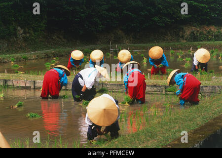 Le Japon, Fushimi, la plantation du riz dans les zones inondées Banque D'Images