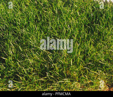 La surface de l'herbe verte, Close up Banque D'Images
