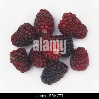 Les Blackberries, close-up Banque D'Images