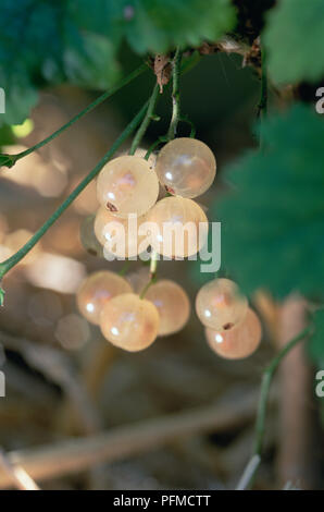 Grappe de groseilles blanches, close-up Banque D'Images