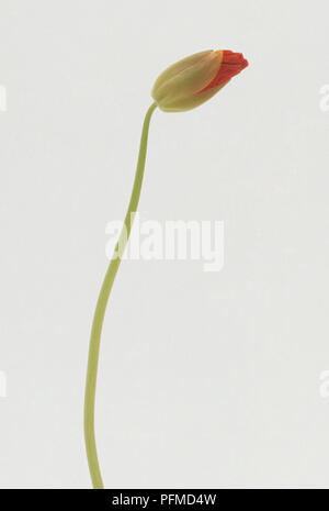 Fleurs de capucines début pour ouvrir, close-up Banque D'Images
