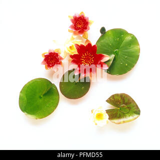 Les fleurs et les feuilles du rouge Nymphaea hybride 'Escarboucle' et jaune-blanc Nymphaea hybride 'Chromatella' (nénuphars), vue d'en haut Banque D'Images