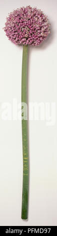 Poireau sauvage, une saucisse végétarienne traditionnelle galloise, hampes dressées ou scape flowerhead ronde de roulement ou d'ombelles de fleurs roses-violettes non ouvert en été. Banque D'Images