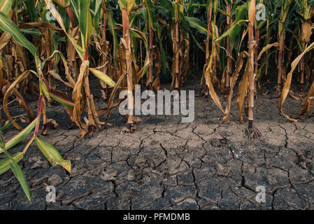 Cornfield et mudcracked terre sèche, la sécheresse sur les terres agricoles de la saison a une incidence sur la récolte de maïs à rendement Banque D'Images