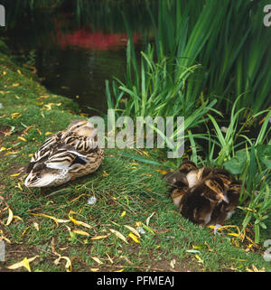 Female mallard (Anas platyrhynchos) lissage lui-même sur l'herbe par l'étang, les canetons blottis les uns par des roseaux, vue de côté. Banque D'Images