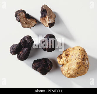 La truffe blanche, Tuber magnatum et du Périgord noir, la truffe Tuber melanosporum. Banque D'Images