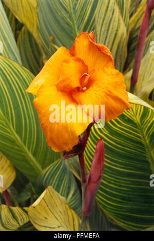 Canna 'Tigre du Bengale (Pretoria) avec des fleurs orange vif rayé jaune et vert feuilles Banque D'Images