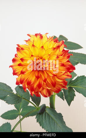 Fleur rouge et jaune Dahlia de tête "Lady Darlene', close-up Banque D'Images