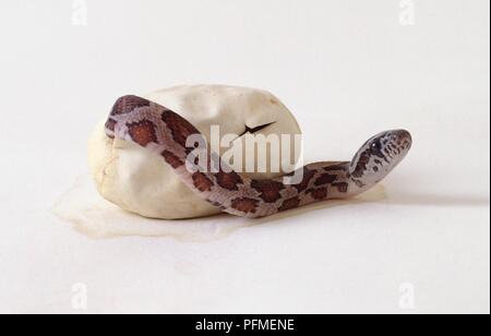 Corn snake (Elaphe guttata) émergeant de la coquille Banque D'Images