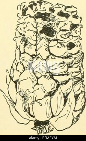 Cette cyclopédie complète couvre un large éventail de plantes horticoles, fournissant des conseils de culture, des descriptions d'espèces et des informations sur les fruits, les légumes et les plantes ornementales couramment vendus en Amérique du Nord. Banque D'Images