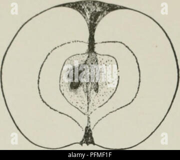 Cet ouvrage de référence détaille les variétés de fruits robustes, dont la pomme Gravenstein, connue pour son histoire en Amérique. Le livre discute des caractéristiques de croissance de la pomme, comme son arbre vigoureux, et la taille et la forme du fruit, en particulier ses irrégularités. Banque D'Images