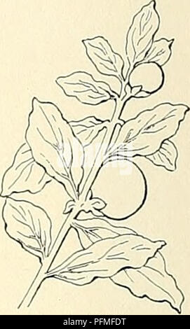 . Cyclopedia of American horticulture, comprenant des suggestions pour la culture de plantes horticoles, les descriptions des espèces de fruits, légumes, fleurs et plantes ornementales vendues aux États-Unis et au Canada, ainsi que des notes biographiques et géographiques. Le jardinage. 2340. Pseudo-Capsicum Solanum, le cerisier de Jérusalem (X  %), 2341. Solanum Capsicastrum. (XK), Non, 9, cc. Habitude de l'escalade des plantes ligneuses, plus ou moins, de la colonne vertébrale- {moins sauf n° 22). j&gt ;, FLS. petite, 1  % dans l'ensemble. ou moins. 20. jasminoldes, PAXT. Vigne de pommes de terre (à partir de la slj.). Les émissions de fines twining arbuste, atteindre Banque D'Images