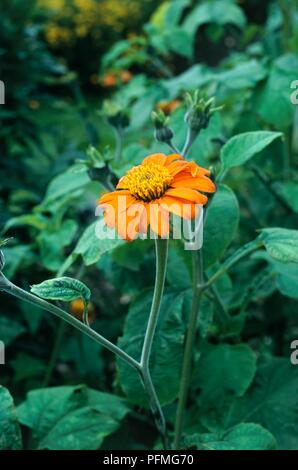 Seule la fleur de Tithonia rotundifolia 'Torch' (tournesol mexicain) entouré de feuilles vertes, close-up Banque D'Images