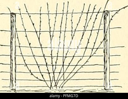 . Cyclopedia of American horticulture, comprenant des suggestions pour la culture de plantes horticoles, les descriptions des espèces de fruits, légumes, fleurs et plantes ornementales vendues aux États-Unis et au Canada, ainsi que des notes biographiques et géographiques. Le Jardinage. Raccourcir-dans le trop tiges vigoureuses et couper les racines latérales retour à 2 ej'es. Lier tous à la treille en éventail, divisant l'espace aussi régulièrement que possible. Fig. 2178 montre la même Reine Marie Henriette taillés et formés sur les treillis. Ces continuer en fleurs jusqu'en novembre, le début de la floraison en juin en cours Banque D'Images