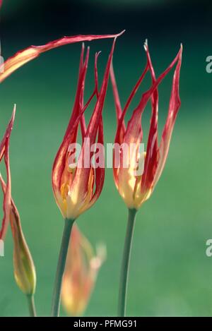 Les fleurs rouge et jaune de Tulipa acuminata (Tulip) Banque D'Images
