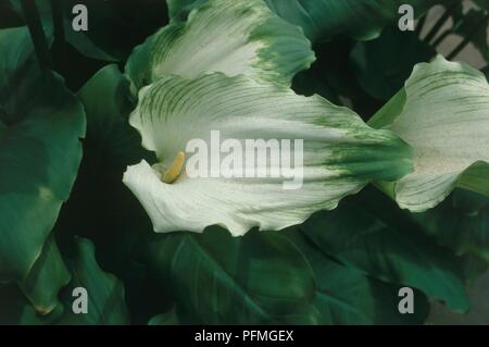 Fleur de Zantedeschia aethiopica 'Green Goddess' (Arum lily), close-up Banque D'Images