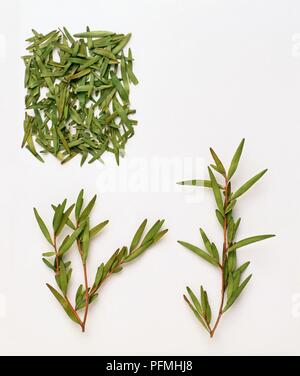 Melaleuca alternifolia (tea tree), des feuilles sèches, et les feuilles sur les tiges Banque D'Images