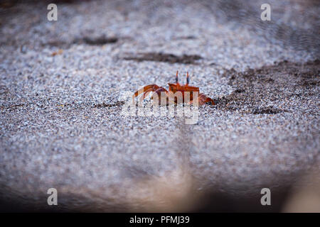 Un crabe fantôme Galapagos (Ocypode gaudichaudii) qui sortent d'un trou dans le sable d'une plage dans les îles Galapagos, en Équateur. Banque D'Images