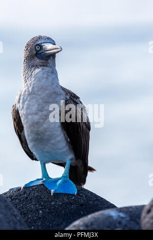 Bleu adultes pieds rouges (Sula nebouxii) sur les îles Galapagos, en Équateur. Banque D'Images