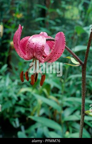 Capitule de Lilium martagon (Turk's cap lily), close-up Banque D'Images