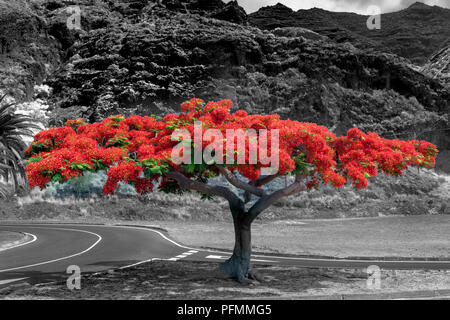 Transparence, Royal Poinciana (Delonix regia), Tenerife, Espagne Banque D'Images