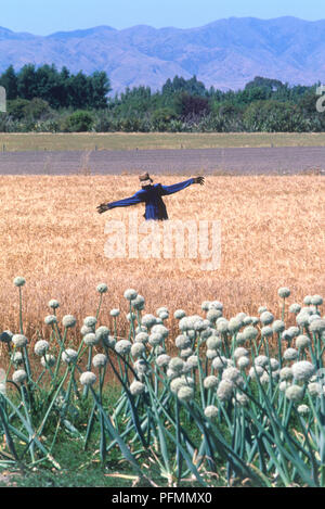 La Nouvelle-Zélande, l'épouvantail dans un champ de blé, l'ail les plantes croissant dans l'avant-plan Banque D'Images