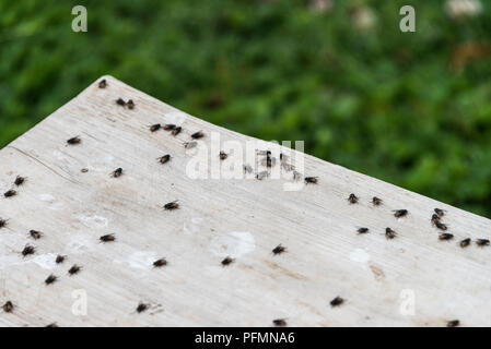 Vole assis sur un banc Banque D'Images