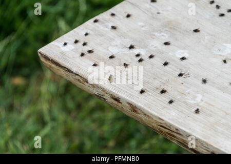 Les mouches et une guêpe (Vespula Vulgaris) assis sur un banc Banque D'Images