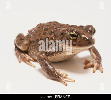 Crapaud commun, Bufo bufo. Banque D'Images