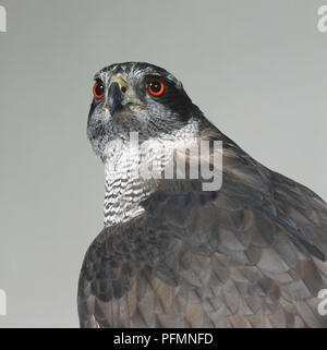 Tête et épaules close-up d'un Autour des palombes montrant la yeux orange et le projet de loi. Banque D'Images