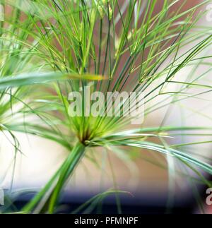 Feuilles fines de Cyperus involucratus (carex parapluie), close-up Banque D'Images