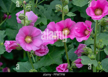 Rose Trémière commune (Alcea rosea) in garden Banque D'Images