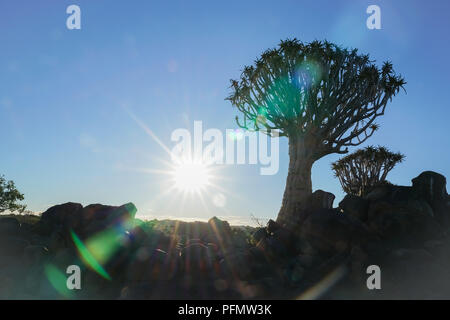 Style Instagram en fin d'après-midi par sunburst en Namibie arbres paysage forêt Quiver Tree à Keetmanshoop Banque D'Images