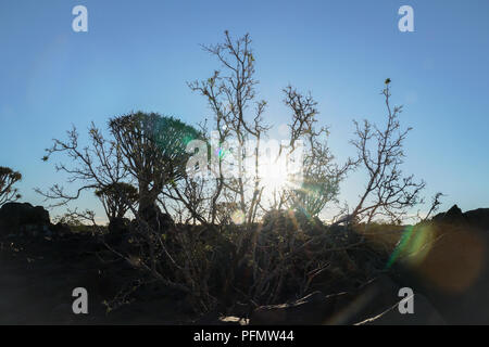 La fin de l'après-midi jusqu'à la solarisation en Namibie arbres paysage forêt Quiver Tree à Keetmanshoop Banque D'Images