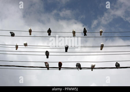Les pigeons assis sur les lignes d'énergie électrique contre un ciel nuageux Banque D'Images