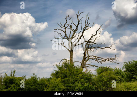Un arbre sans feuilles spooky Banque D'Images