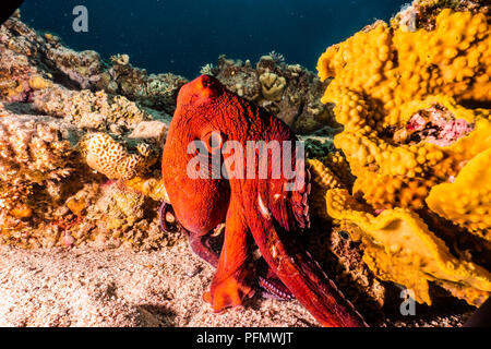 Octopus roi de camouflage dans la mer Rouge, eilat israel a.e Banque D'Images