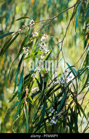 Feuilles et fleurs d'Agonis flexuosa (Western Australian menthe, Willow myrtle) Banque D'Images